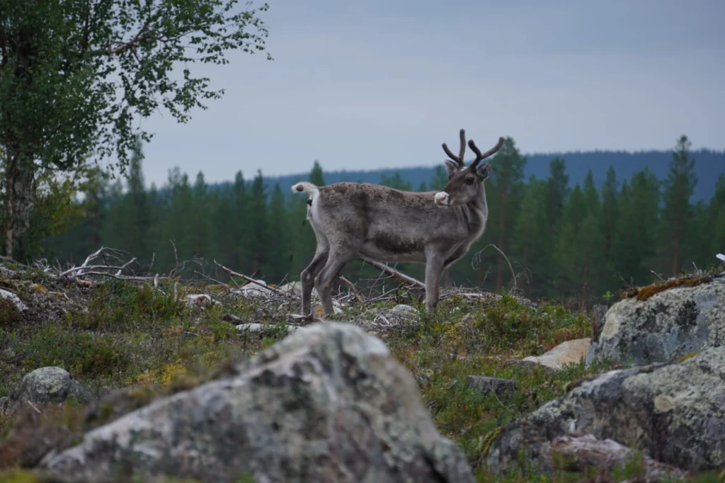 Tag-7 - Auf den eher kleineren Straßen heute kreuzten endlich auch Rentiere unseren Weg.
