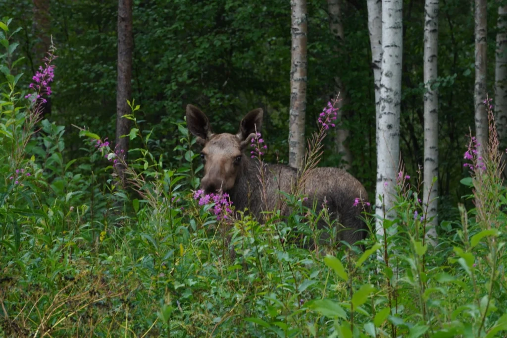 Tag-7 - und noch mehr Elche