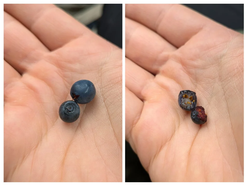 Tag-9 - Oben Rauschbeere, unten Heidelbeere